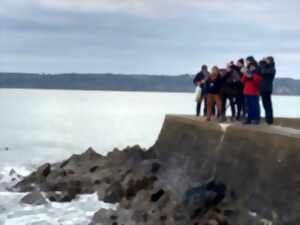 photo A la découverte des oiseaux de la Hougue