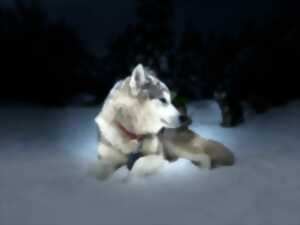 photo Nocturne nordique