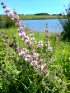 photo Balade à la découverte des plantes sauvages et comestibles