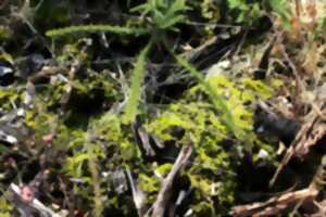 photo Escapades Nature : Les plantes carnivores