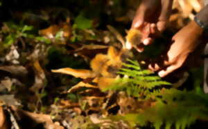 photo Les fruits et champignons de l'automne