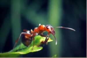 photo Le monde des fourmis