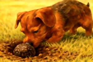 photo Championnat de France de chiens truffiers sur carré