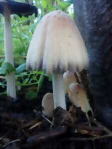 photo Les Champignons