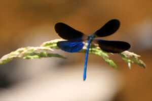 photo Eté actif - « Libellules »