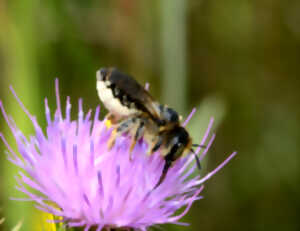 photo Les rendez-vous de la biodiversité