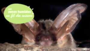 photo Découverte de l’étang de Langouarde et observation nocturne des chauves-souris