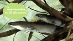 photo Atelier suivi de la migration des anguilles