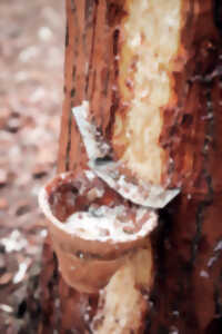 photo Démonstration de Gemmage