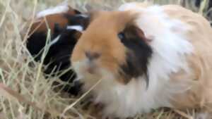 photo Atelier mini fermier