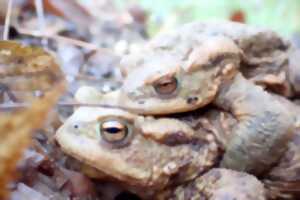 photo A la découverte des amphibiens