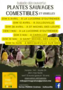 photo Observation phoques et oiseaux