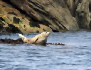 photo Observation phoques et oiseaux