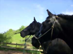 photo Stage : Ethologie et Equifeel