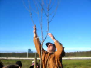photo Cours de taille des arbres