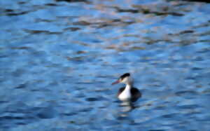 photo Les oiseaux d'eau et les migrateurs