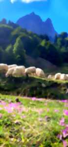 photo Les bergers d'Ossau