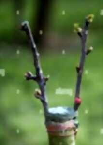 photo Sortie nature : Atelier greffage