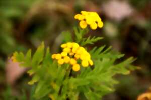 photo Journée récréative des 