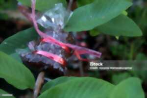 photo Bourse aux greffons - Démonstration de greffes