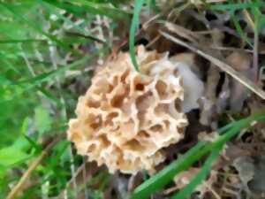 photo Comment trouver des morilles ?