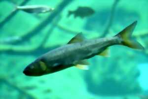 photo Lâcher de truites