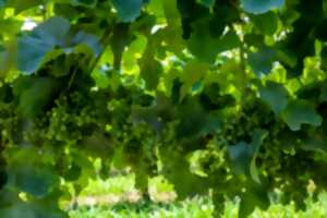 photo Journée découverte des vignerons du Jurançon