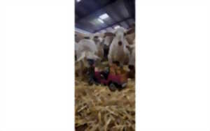 photo Randonnée gourmande en quadricycle électrique avec E-Pottok et découverte de la Ferme Ametzalde