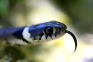 photo Ces serpents super sympas