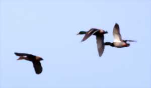 photo Sortie nature oiseaux - JMZH