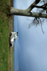 photo Rencontre découverte de l'exposition Collection en mouvement - Une mue de nuage