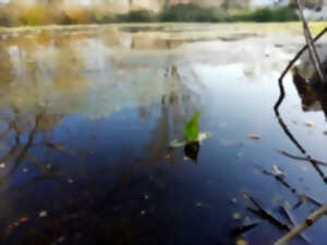 photo Découverte d'Orbec au fil de l'eau