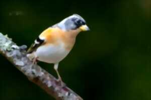 photo Esposition photo et peinture