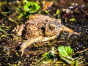 photo Sortie nature - Le Gave, rive nocturne