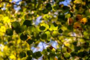 photo Promenade naturaliste