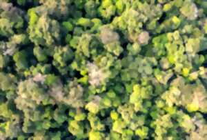 photo Sortie Nature : Gestion forestière durable illustrée