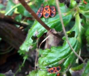 photo Fête de la nature