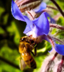 photo Fête de la nature