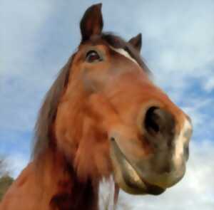 photo Découverte de la ferme Equi'Complice