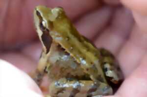 photo Les batraciens de la forêt de Sarre-Union