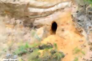 photo Sur les traces du blaireau : promenade naturaliste et de découverte.