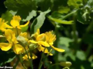photo Initiation et découverte des plantes sauvages comestibles et médicinales