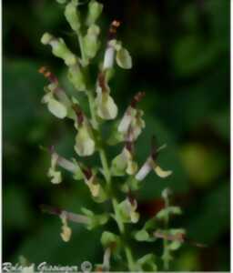 photo Présentation de l'écosystème forestier, des plantes sauvages avec des contes locaux