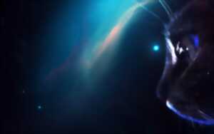 photo Les animaux de l'espace