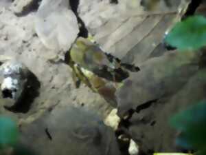 photo Rand'eau nocturne