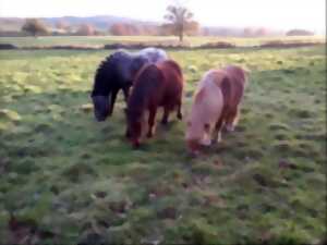 photo Chasse au trésor à poney