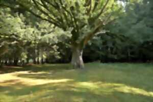 photo Sentiers Plaisir : Sorcières, gardiennes d'un savoir ancestral