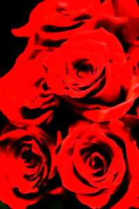 photo La Saint Valentin au restaurant Au fil des saisons