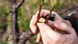 photo Formation arboriculteur – Initiation à la taille de formation des arbres fruitiers