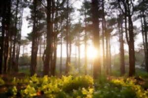 photo Visite guidée - Balade en forêt du Touquet-Paris-Plage